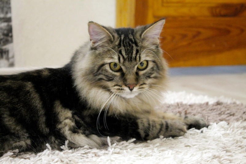 45783268_262266837790124_8502257142504357888_n