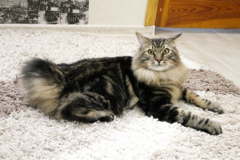 45640748_2389479041081587_7946529803656495104_n