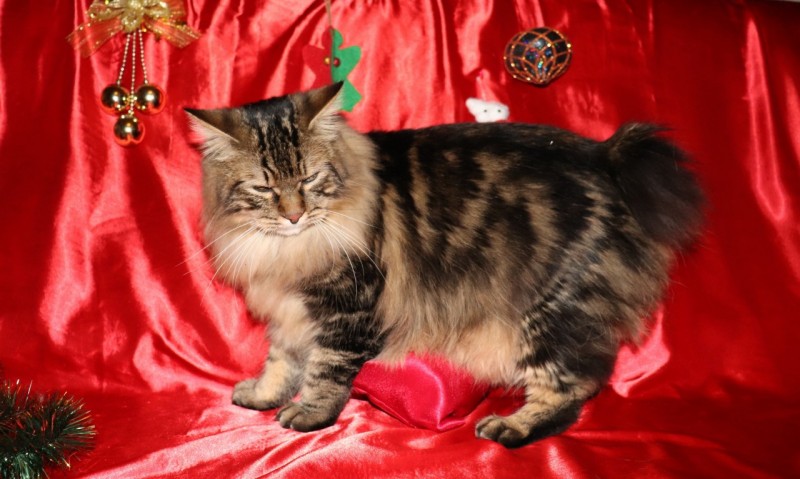 48962068_200750397546872_3048445229809008640_n