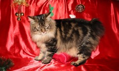 48962068_200750397546872_3048445229809008640_n